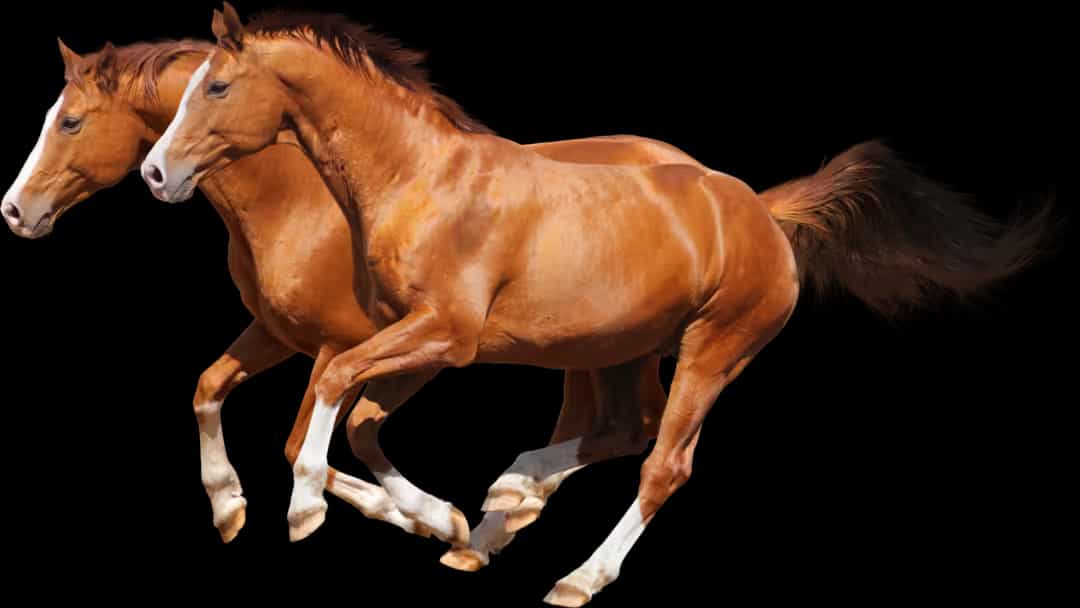 A wild horse at full gallop