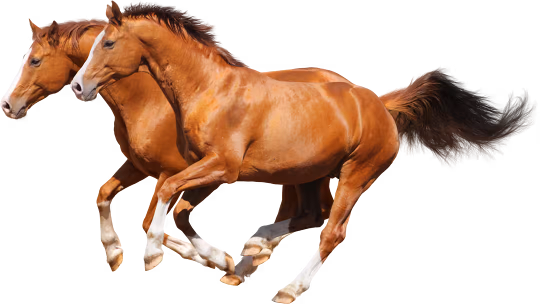 A wild horse at full gallop